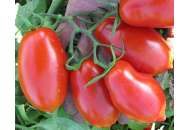 Талент F1 - томат детерминантный, 1 000 семян, Esasem Италия фото, цена